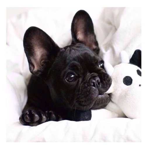 Just something to help along Monday-itis! #puppy #frenchie #frenchbulldog #love #pet #pat #cute #ado