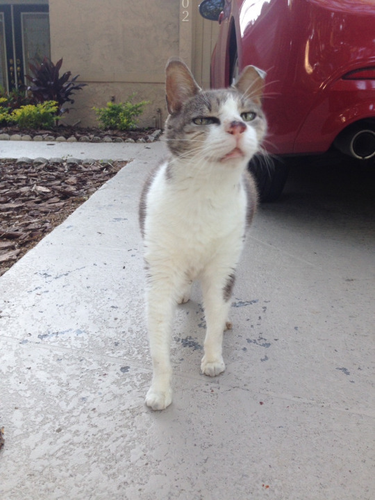 derpycats:  My greatest achievement to date is that time I captured this picture of