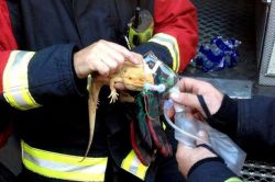 ruciful:  spleadit:  Bearded dragon lizard saved by fire crews from blazing enclosure and revived with oxygen A bearded dragon needed oxygen to revive it after fire crews rescued the reptile from its blazing enclosure. Firefighters were called when a