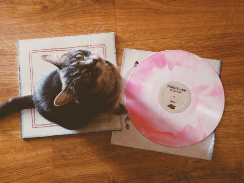colourmeinkindn3ss:  anchor-dowwn:  cutie pie  What a little charmer 