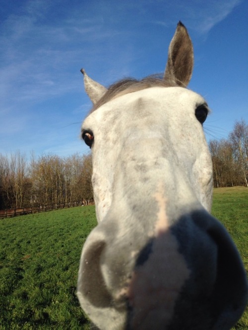 Someone was happy to finally go out onto all the new grass in the winter paddocks 