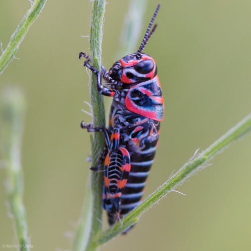 onenicebugperday:Rainbow grasshopper aka painted grasshopper aka barber pole grasshopper, Dactylotum