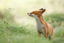sixthseason:  »Zen Fox by Roeselien Raimond «