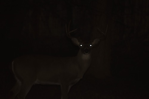 deerinheadlightssot - Headlight's Drean Journal
