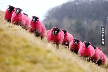 XXX ragecomics4you:  The sheep farmer has been photo