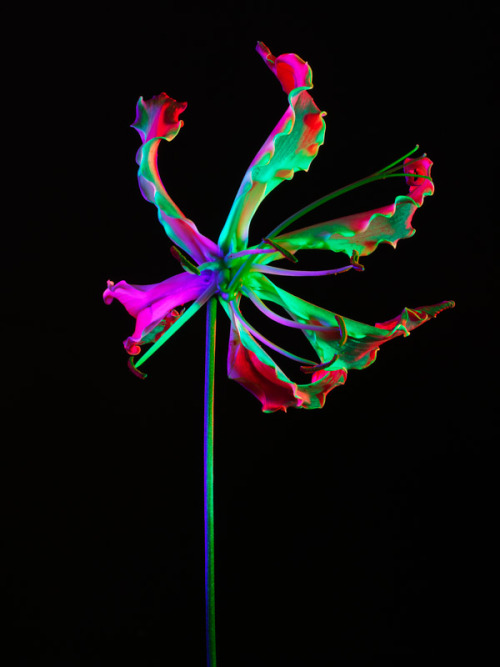 arrests:  Hot House Color by Torkil Gudnason 