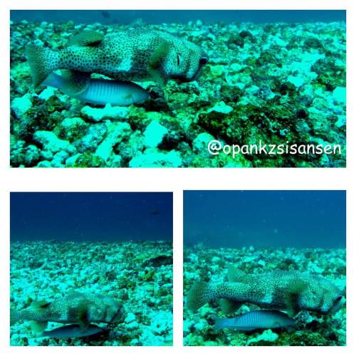 Don&rsquo;t worry I&rsquo;ll covered you #mantapoint #labuanbajo #cndive #komodo #flores #nt