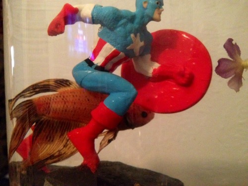 housebatbetta:betta-adventures:cherlockmon:My fish’s favorite place to be is right next to Captain A