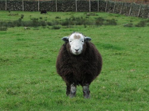 jerusalemcrickets:i saw a tweet that said herdwick sheep had soothing faces so i googled them and fo
