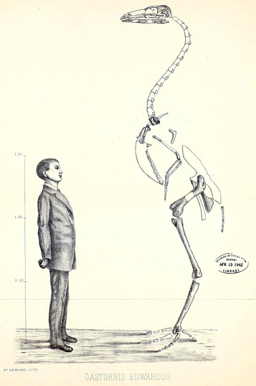 The Terrorbird Gastornis edwardsii in comparison to a human.
https://archive.org/details/recherchessurles00lemo