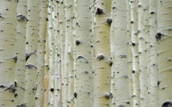 fatchance:Aspen Grove. Please click to enlarge.