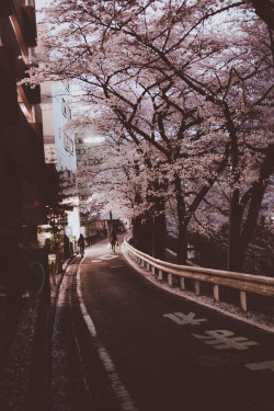 ourbedtimedreams:  Fully Bloomed Cherry Blossoms
