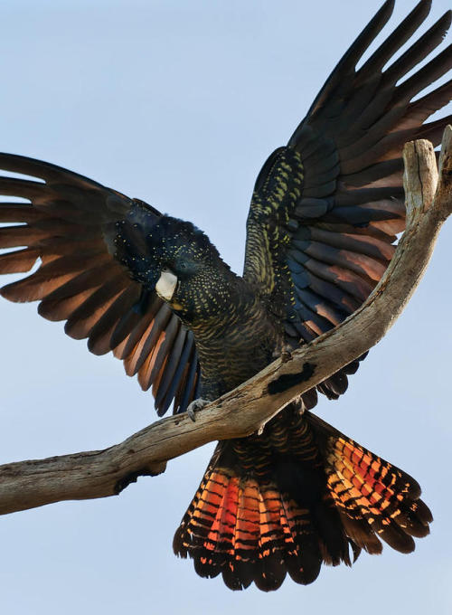 end0skeletal:The red-tailed black cockatoo (Calyptorhynchus banksii) is a large black cockatoo nativ