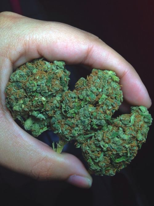 “Love is bliss and so is Cannabis”Follow for Butts and Buds:http://VapesBabesandEights.t