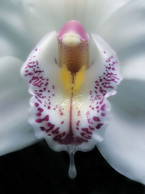botanical-photography:A dripping Flower Source: https://imgur.com/APgOz