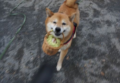 sasaq:(via Twitter / わさび ‏@wasabi_shiba 1, 2, 3)
