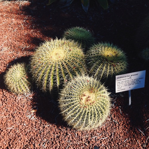 echinocactus grusnoli