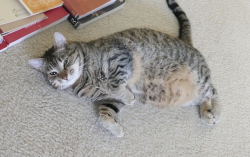 myheartleapt:Mochi always tempting me with his fluffy belly.