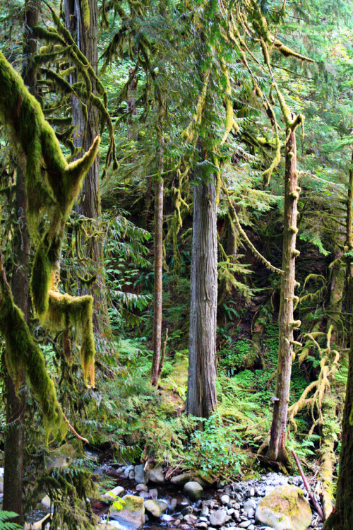 bright-witch: Oregon old growth forest, photography by me. Please do not remove credit!