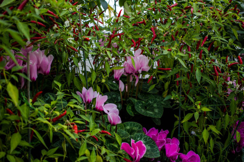 Wintergardens at Auckland Domain