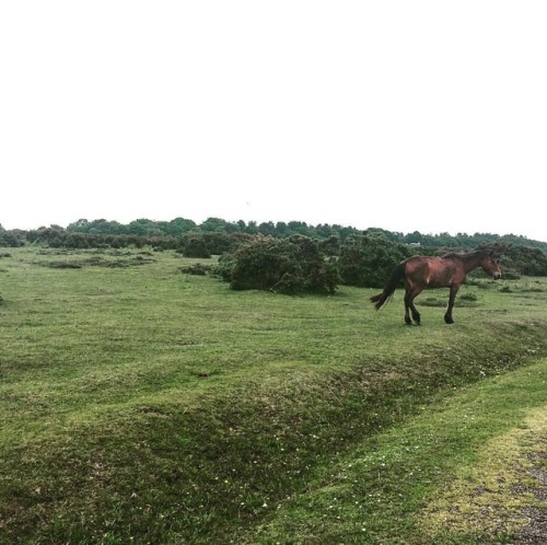 Not so sunny down south but horses...#englishsummer #cityrambler #rambler #newforest #wildhorses #en