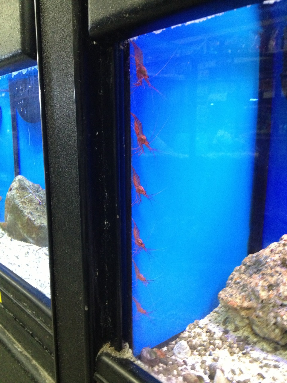 hamvendor:scalestails: So this happened at work today.    I   don’t know what to