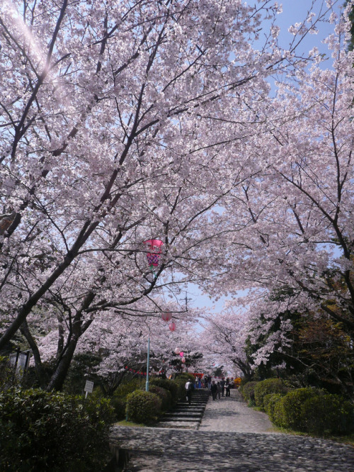 by  Kazushige Tanase