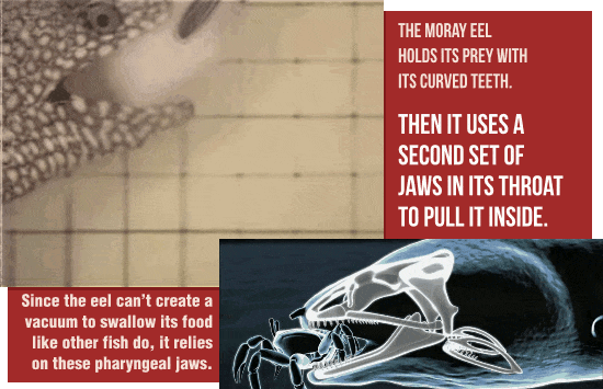 cracked:  The 17 Most Bizarre Predators On Earth (In Action)  