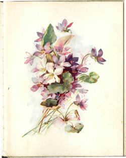 Heaveninawildflower:  Illustration Of Violets From ‘Violets To Greet You’ Published