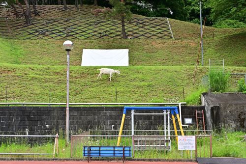 A trio of goats—Isoko, Kasumi, and Yū—groom the grounds of the Shimada Ryōiku Center, an assisted li