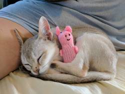 cutekittensarefun:  Our new Singapura kitten Punky, it’s the smallest cat breed