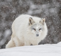beautiful-wildlife:It’s all about the snow