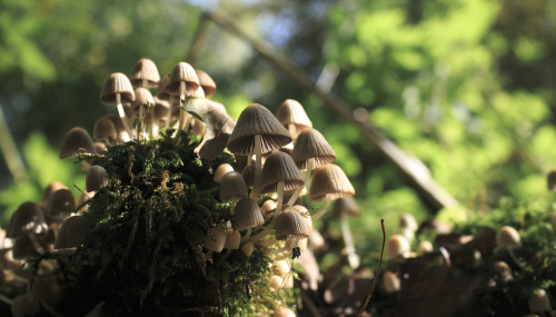 Little Mushrooms 1 by Danimatie