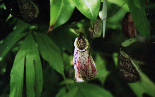pitcher plants // 35mm film
