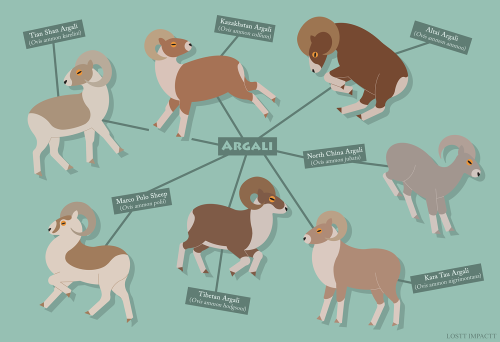 Bovidae (Antelopes, Cattle, and Goat-Antelopes)*couldn’t find a consistent reference for the mouflon