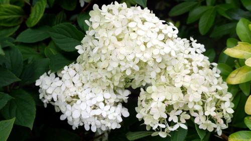 Hydrangea.