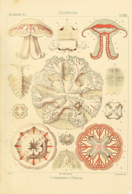 n170_w1150 by BioDivLibrary Monographie der Medusen Jena :G. Fischer,1879-1881.biodiversitylibrary.o