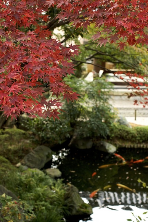 by NikonD7100 in Osaka Japanhttps://www.instagram.com/totophotopot/