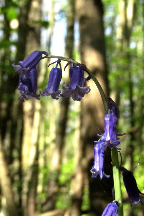 Norsey Wood, Essex. | © Xscape Photography