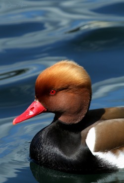 Birdsonly:  Red-Crested Pochard (Male) ~ Kolbenente (Erpel) ~ Netta Rufina 2014