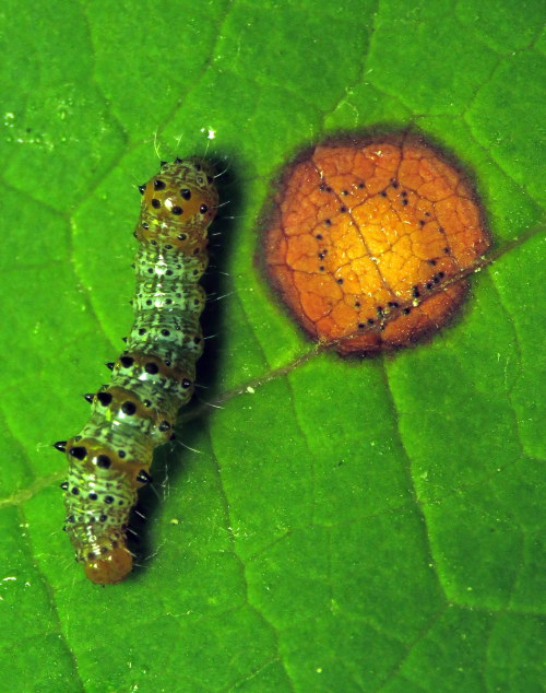 coolbugs:Bug of the DayFound this little Eight-spotted Forester caterpillar (Alypia octomaculata) da