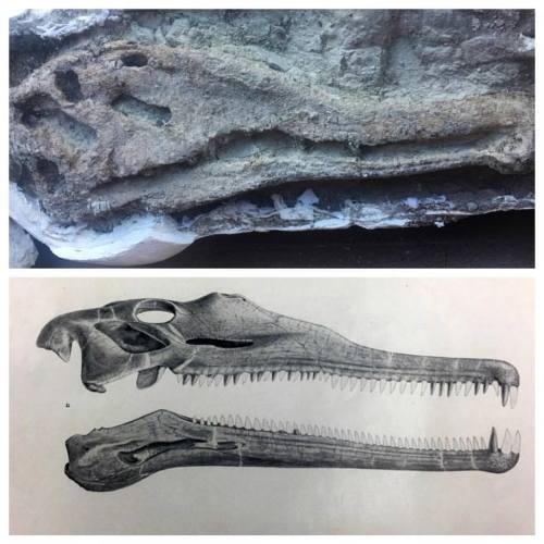 Happy National Fossil Day!Top: articulated phytosaur skull found in Petrified Forest National Park t