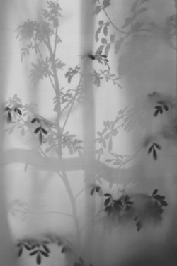 nuretmen: Curtain © Nur Uretmen 