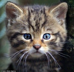 awwww-cute:  Not only does this wildcat kitten