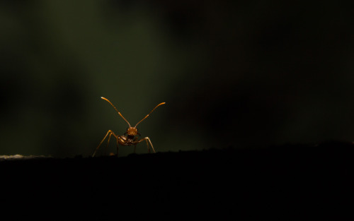 Red ant in Gili Trawangan, Indonesia
#indonesia #travel #ttot #travelstoke #gilis #gilit #gilitrawangan #lombok