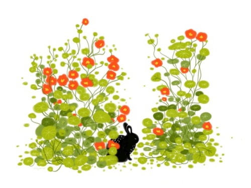 itsbyrosie:Nasturtiums are my fav 