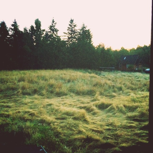 Good morning pretty meadow. at Vashon Island – View on Path.