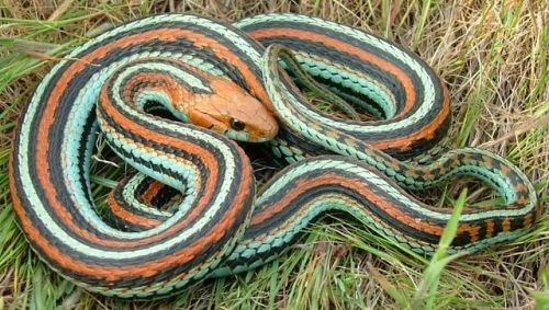 Images Of The San Francisco Garder Snake (Thamnophis Sirtalis Tetrataenia), A Naturally Occuring Endangered
