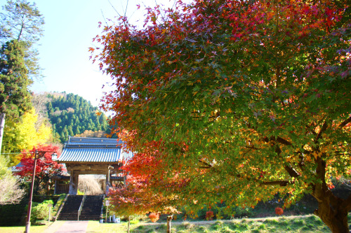 2020.11.武周ヶ池（福井市二ツ屋町）と西雲寺（真宗佛光寺派、しだれ桜が有名）