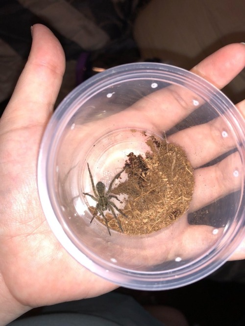 Tigrosa helluo, WC wolf spider from Pennsylvania.